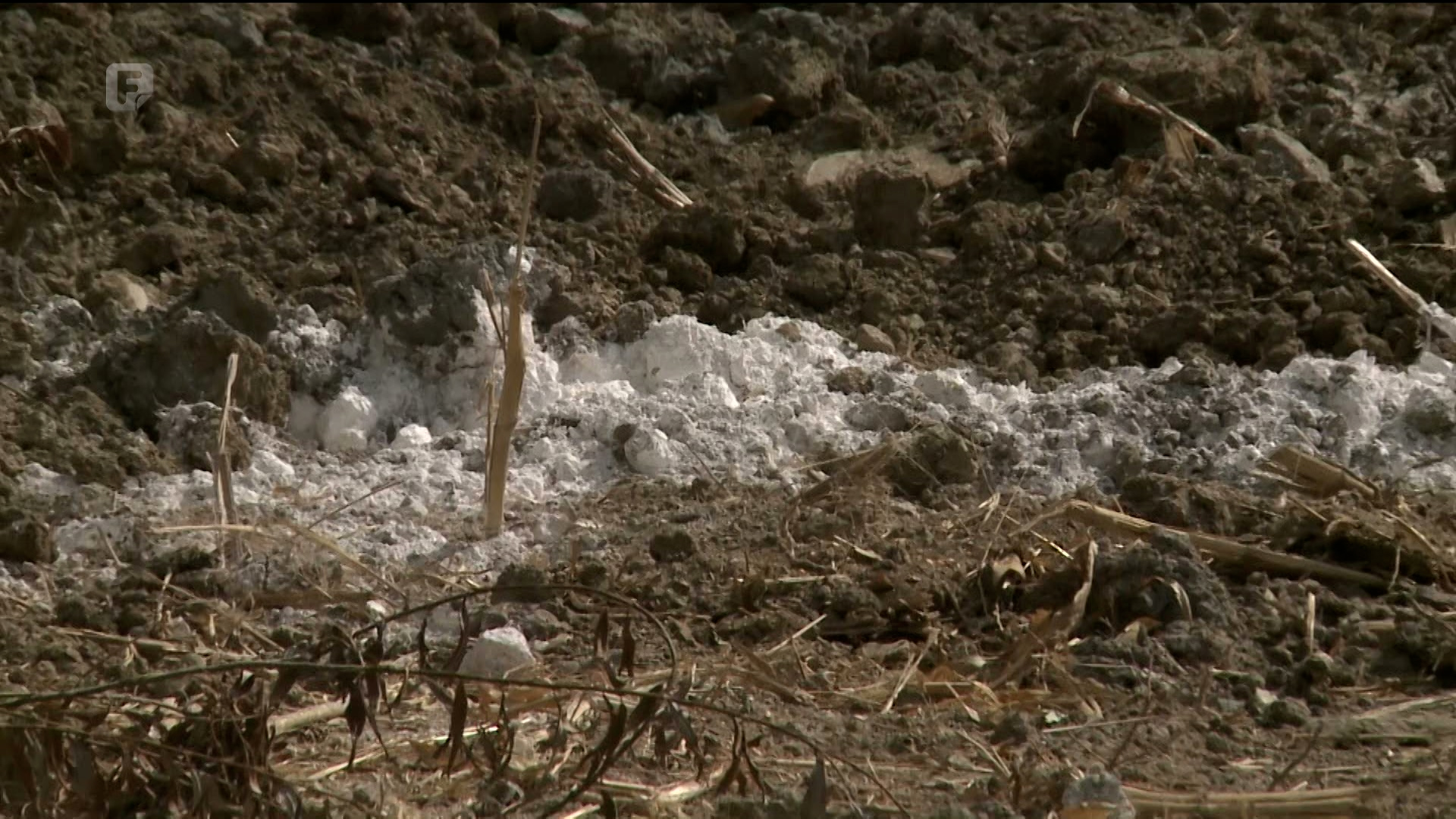 U semberskim selima ne dozvoljavaju zatrpavanje svinja